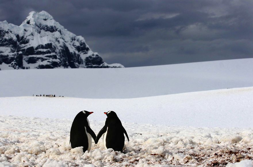 Tỏ tình ... Animal-couples-in-love-penguins__880