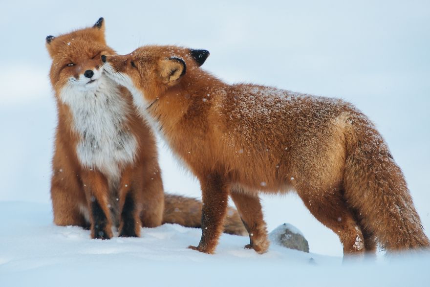 Tỏ tình ... Animals-love-couple-10__880