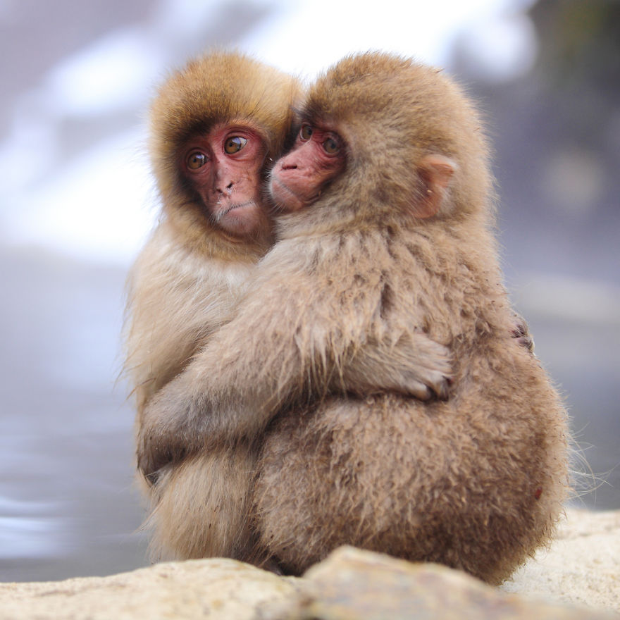 Tỏ tình ... Animals-love-couple-2__880