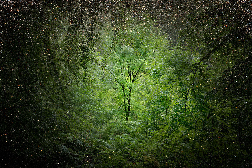 Ảnh Nghệ Thuật : Rừng ở Anh. Surreal-forest-photograhy-ellie-davis-12__880