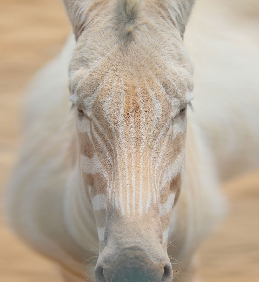 Animales albinos Albino-animals-3-24__880