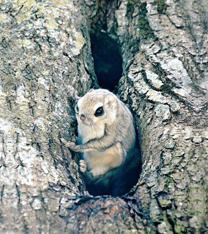 Nhưng loài thú dễ thương ở đảo Hokkaido, Nhật Bản. Cute-animals-hokkaido-ezo-japan-14