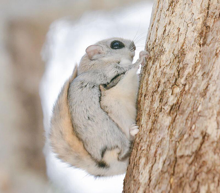 Nhưng loài thú dễ thương ở đảo Hokkaido, Nhật Bản. Cute-animals-hokkaido-ezo-japan-20