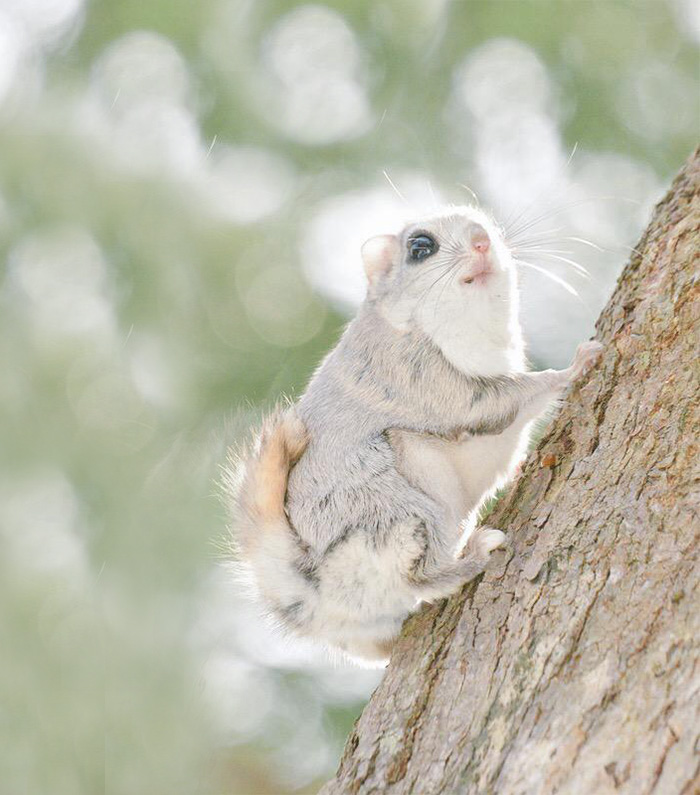 Nhưng loài thú dễ thương ở đảo Hokkaido, Nhật Bản. Cute-animals-hokkaido-ezo-japan-21