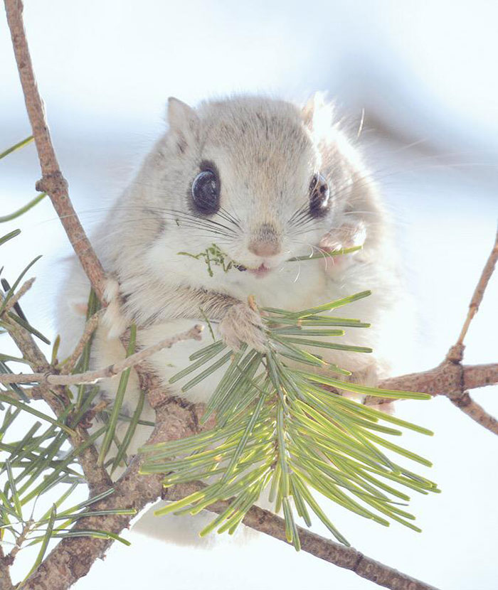 Nhưng loài thú dễ thương ở đảo Hokkaido, Nhật Bản. Cute-animals-hokkaido-ezo-japan-28