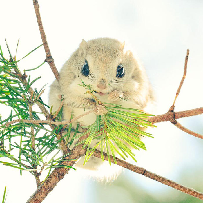 Nhưng loài thú dễ thương ở đảo Hokkaido, Nhật Bản. Cute-animals-hokkaido-ezo-japan-3