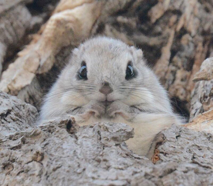 Nhưng loài thú dễ thương ở đảo Hokkaido, Nhật Bản. Cute-animals-hokkaido-ezo-japan-37