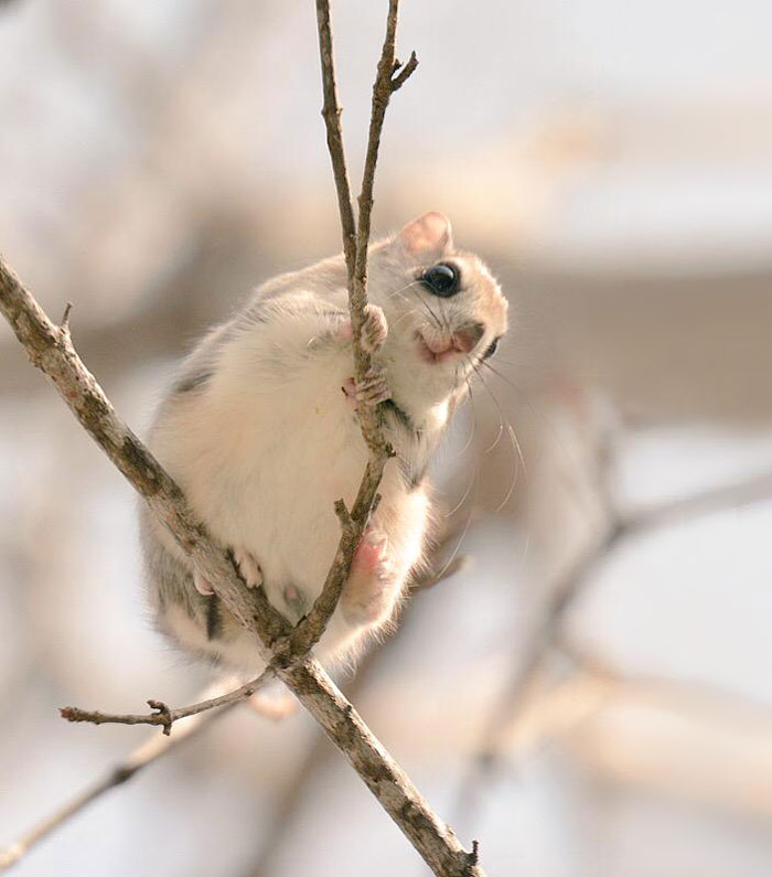 Nhưng loài thú dễ thương ở đảo Hokkaido, Nhật Bản. Cute-animals-hokkaido-ezo-japan-4