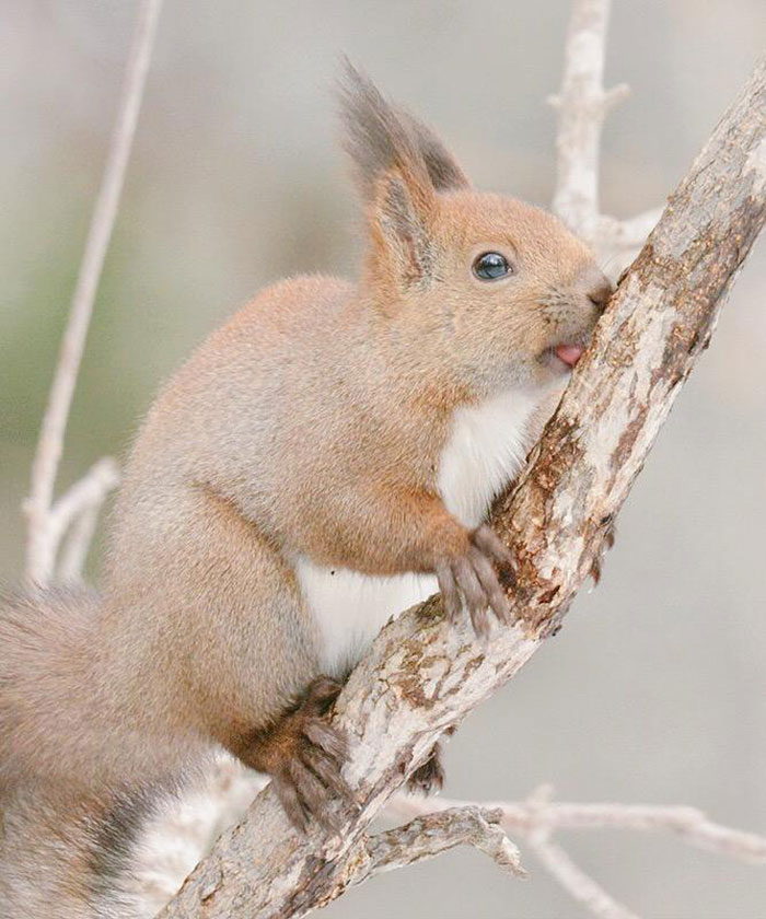 Nhưng loài thú dễ thương ở đảo Hokkaido, Nhật Bản. Cute-animals-hokkaido-ezo-japan-6