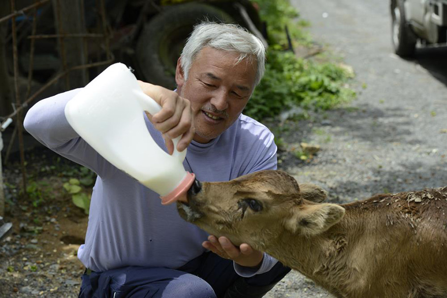 The Last Man Of Fukushima: How One Man Stayed To Feed The Abandoned Animals Fukushima-radioactive-disaster-abandoned-animal-guardian-naoto-matsumura-1