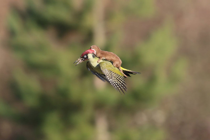 Fine Art Photography Weasel-riding-woodpecker-wildlife-photography-martin-le-may-1