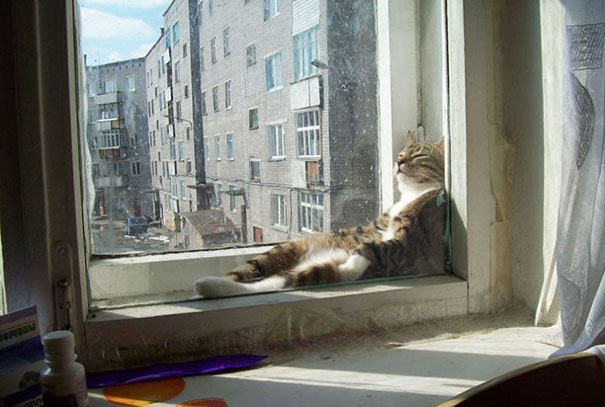 حيوانات تبحث عن الحراره من مصادر متعدده Cat-who-loves-warmth-2__605