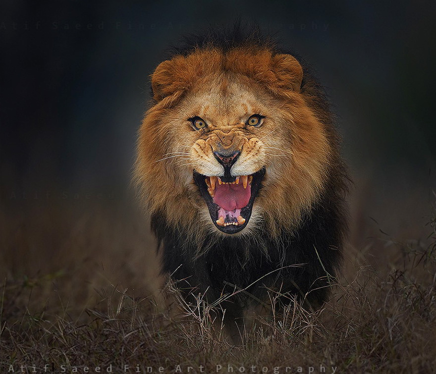 கிராபிக்ஸ் அல்ல; நிஜம்! - Page 2 Lion-attack-photo-portrait-wildlife-photography-atif-saeed-10