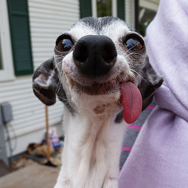 Les dents et les affections dentaires - Page 11 Derpy-dog-greyhound-sticking-tongue-zappa-50