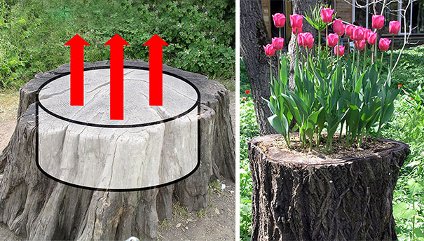 Những gốc cây nở hoa làm đẹp cho vườn Tree-stump-flower-garden-74