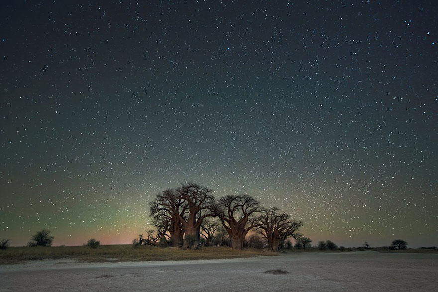 Sve boje noći - Page 19 Ancient-oldest-trees-starlight-photography-beth-moon-8