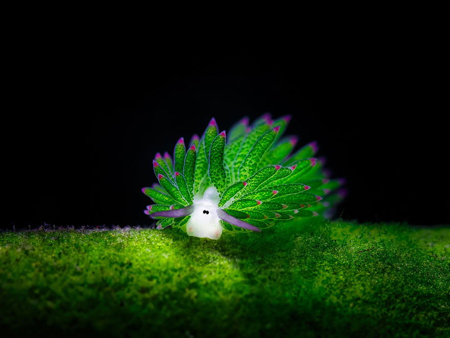 AS ABOVE SO BELOW Leaf-sheep-sea-slug-costasiella-kuroshimae-1