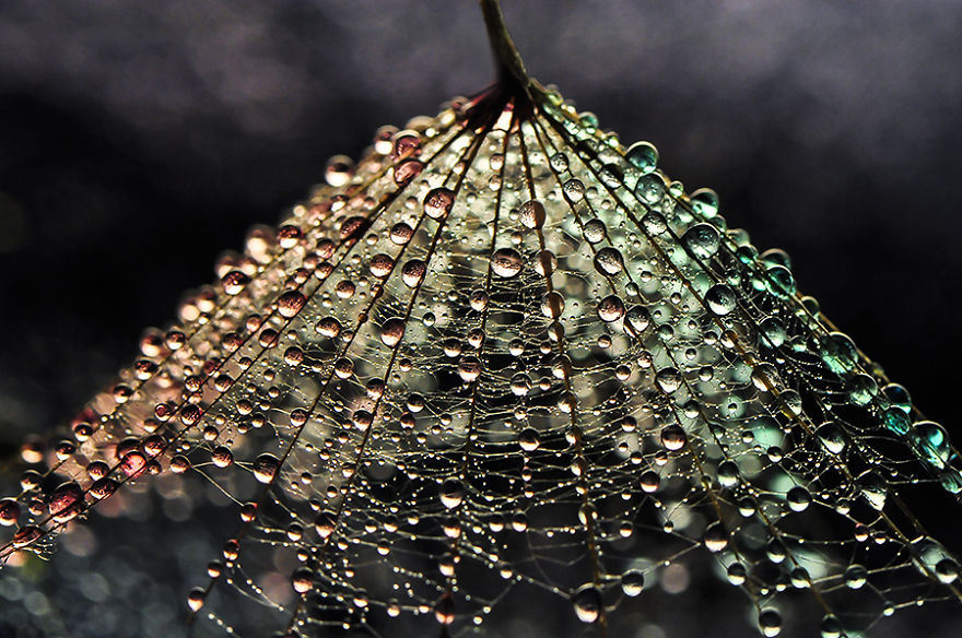 Stunning Macro Photos Of Water Droplets Reveal Their Hidden Beauty Macro-Images-Of-Ivelina-Blagoeva-10__880