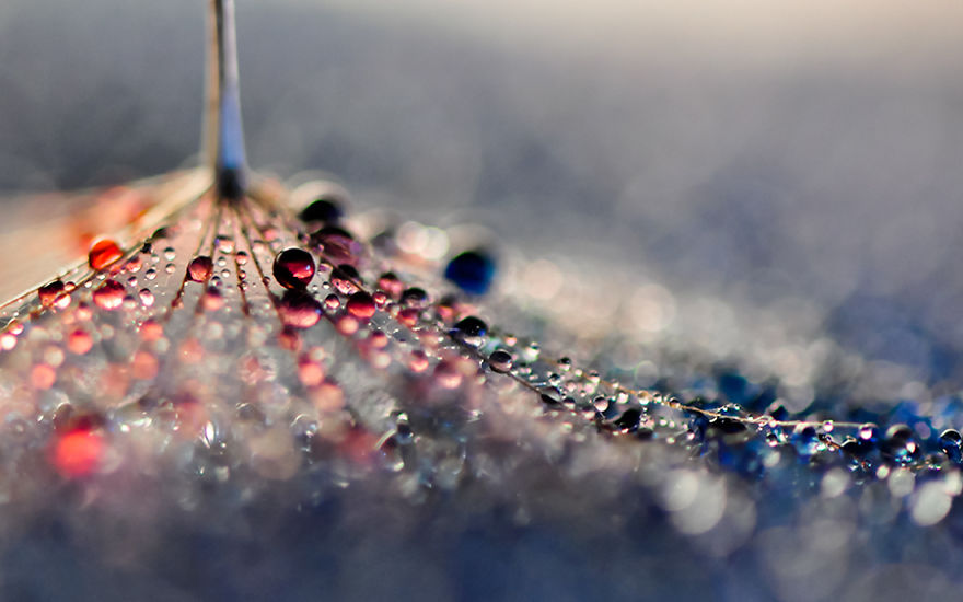 Stunning Macro Photos Of Water Droplets Reveal Their Hidden Beauty Macro-Images-Of-Ivelina-Blagoeva-11__880