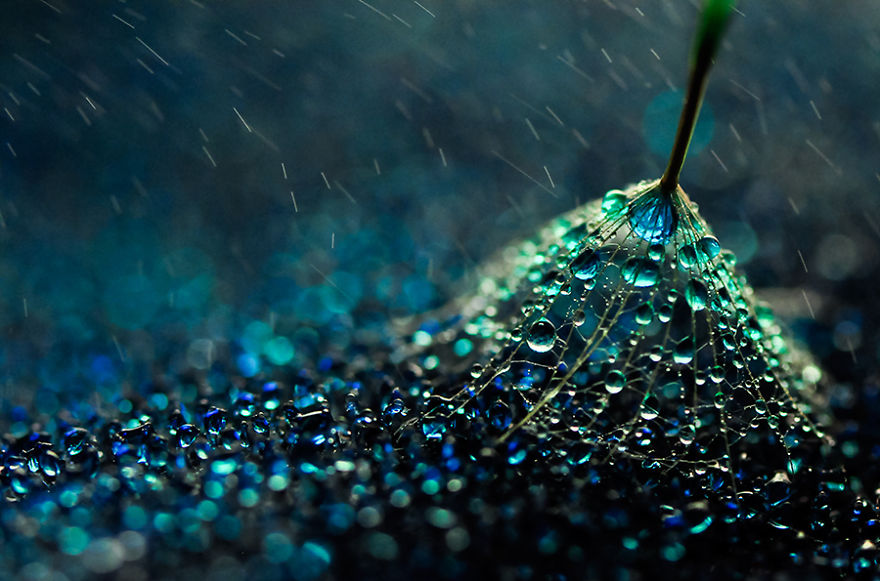 Stunning Macro Photos Of Water Droplets Reveal Their Hidden Beauty Macro-Images-Of-Ivelina-Blagoeva-12__880