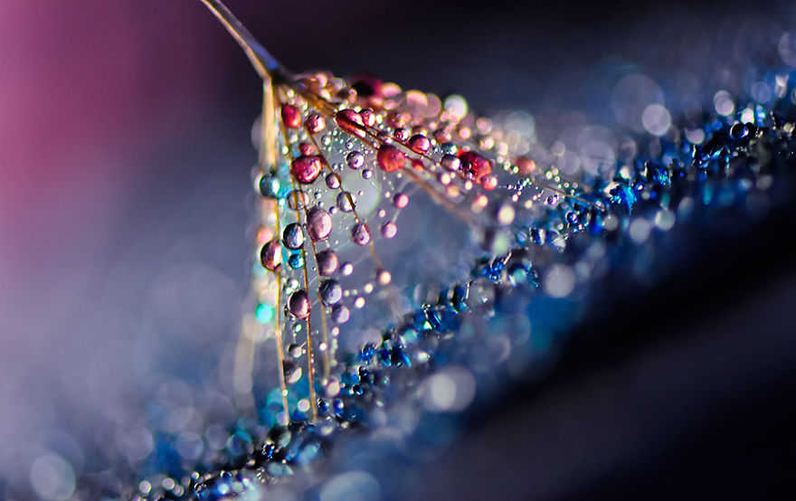 Stunning Macro Photos Of Water Droplets Reveal Their Hidden Beauty Macro-Images-Of-Ivelina-Blagoeva-13__880