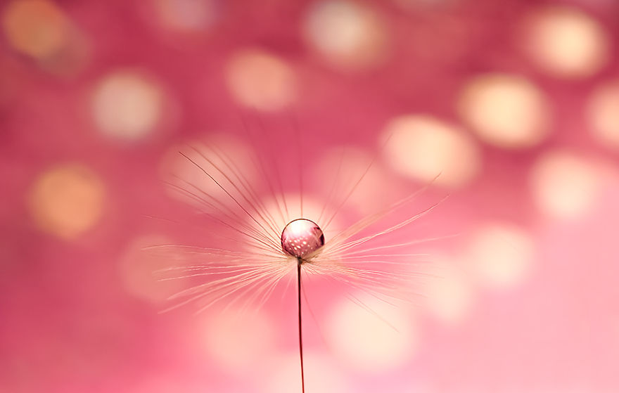 Stunning Macro Photos Of Water Droplets Reveal Their Hidden Beauty Macro-Images-Of-Ivelina-Blagoeva-14__880