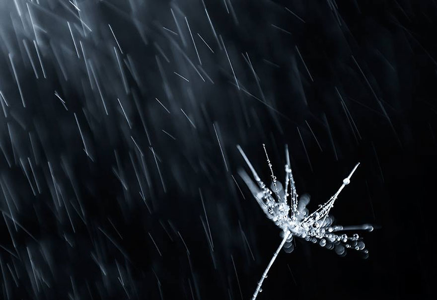 Stunning Macro Photos Of Water Droplets Reveal Their Hidden Beauty Macro-Images-Of-Ivelina-Blagoeva-16__880