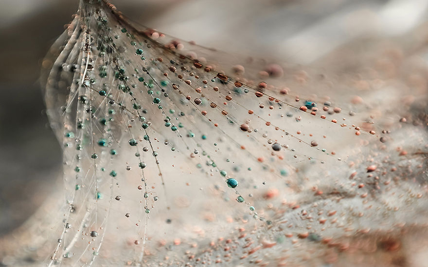 Stunning Macro Photos Of Water Droplets Reveal Their Hidden Beauty Macro-Images-Of-Ivelina-Blagoeva-6__880