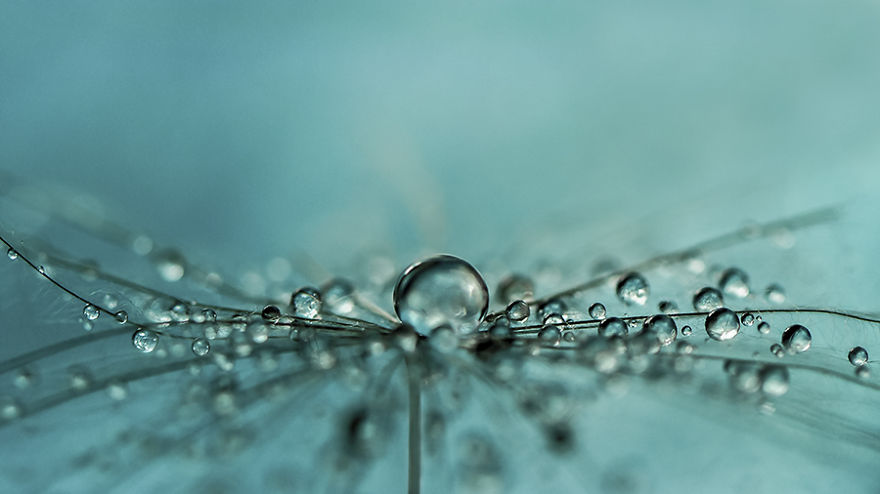 Stunning Macro Photos Of Water Droplets Reveal Their Hidden Beauty Macro-Images-Of-Ivelina-Blagoeva-8__880