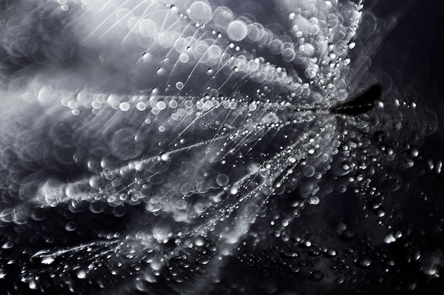 Stunning Macro Photos Of Water Droplets Reveal Their Hidden Beauty Macro-Images-Of-Ivelina-Blagoeva-__880