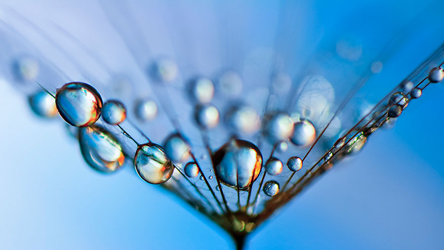 Stunning Macro Photos Of Water Droplets Reveal Their Hidden Beauty Macro-nature-photography-ivelina-blagoeva-21