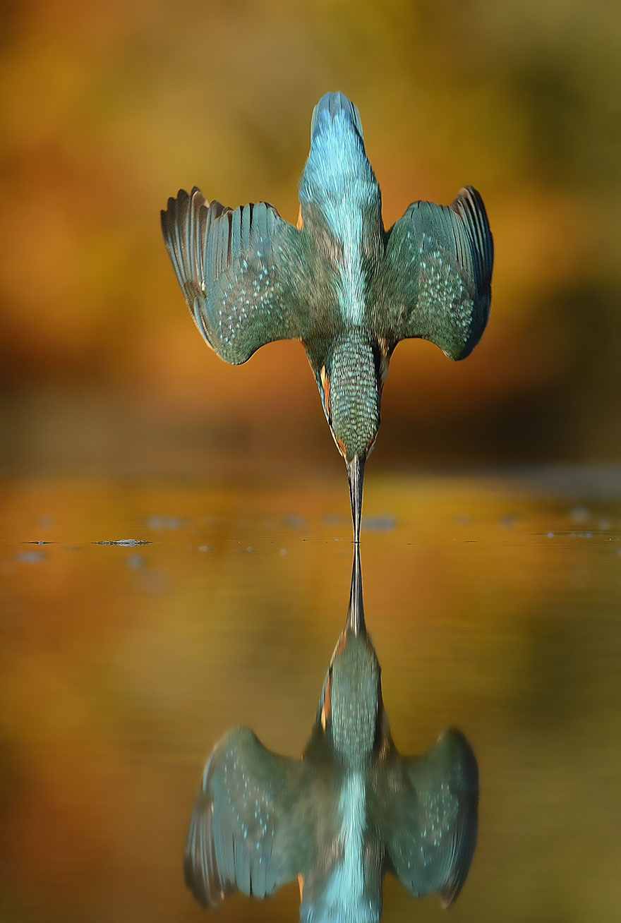 After 6 Years And 720,000 Attempts, Photographer Finally Takes Perfect Shot Of Kingfisher Perfect-kingfisher-dive-photo-wildlife-photography-alan-mcfayden-311