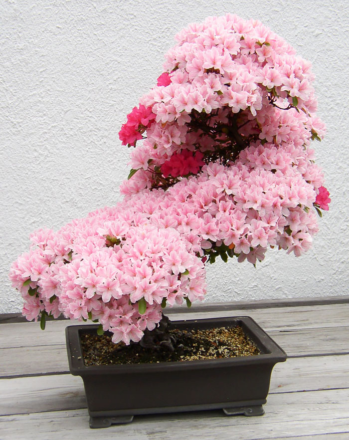 15+ Of The Most Beautiful Bonsai Trees Ever Amazing-bonsai-trees-1-1-5710e7828a6d0__700