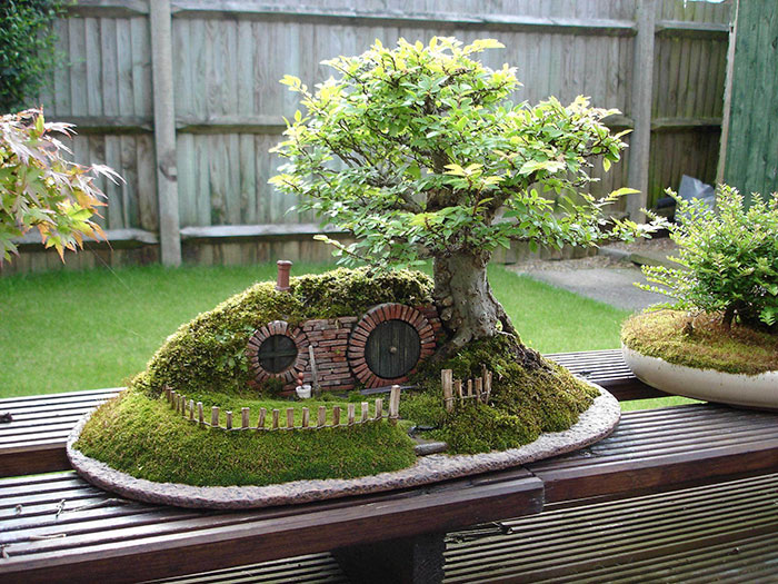 15+ Of The Most Beautiful Bonsai Trees Ever Amazing-bonsai-trees-31-5710fa291dd89__700