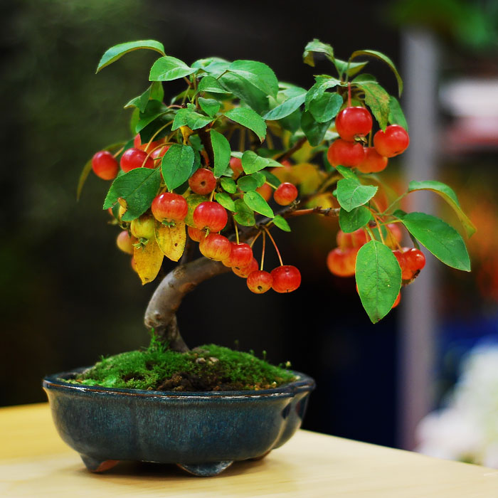 15+ Of The Most Beautiful Bonsai Trees Ever Amazing-bonsai-trees-5-2-5710e798a4b5f__700