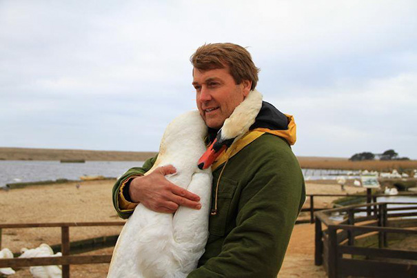 IMAGIER COLLECTIF - Page 38 Injured-swan-hugs-man-richard-wiese-born-to-explore-abbotsbury-swannery-16