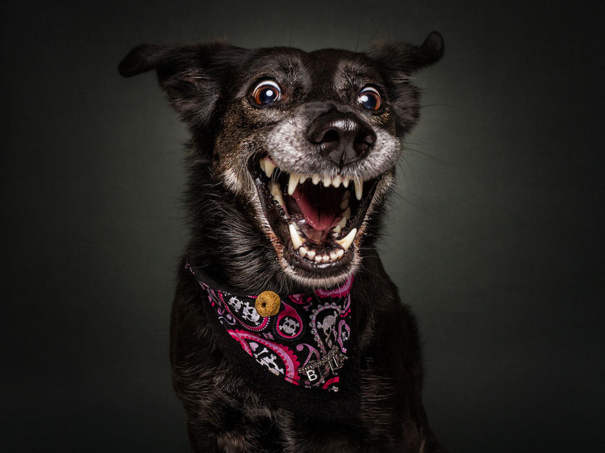 Il prend en photos des chiens au moment où ils essayent d'attraper des friandises, le moment parfait ! Par Corentin Vilsalmon                        Dogs-catching-treats-fotos-frei-schnauze-christian-vieler-13-57e8d0a30b624__880