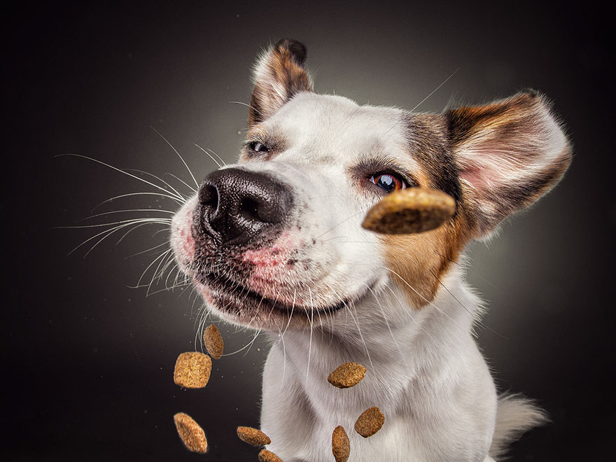 Il prend en photos des chiens au moment où ils essayent d'attraper des friandises, le moment parfait ! Par Corentin Vilsalmon                        Dogs-catching-treats-fotos-frei-schnauze-christian-vieler-3-57e8d08cdff80__880