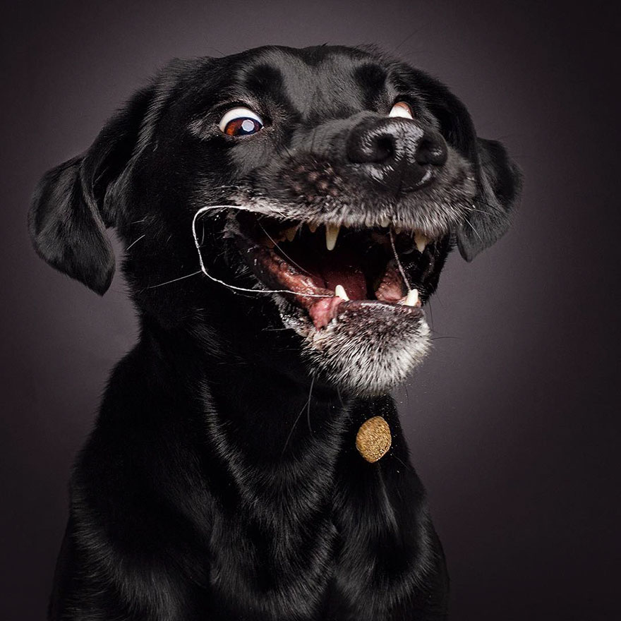 Il prend en photos des chiens au moment où ils essayent d'attraper des friandises, le moment parfait ! Par Corentin Vilsalmon                        Dogs-catching-treats-fotos-frei-schnauze-christian-vieler-35-57e8d0cf0c089__880