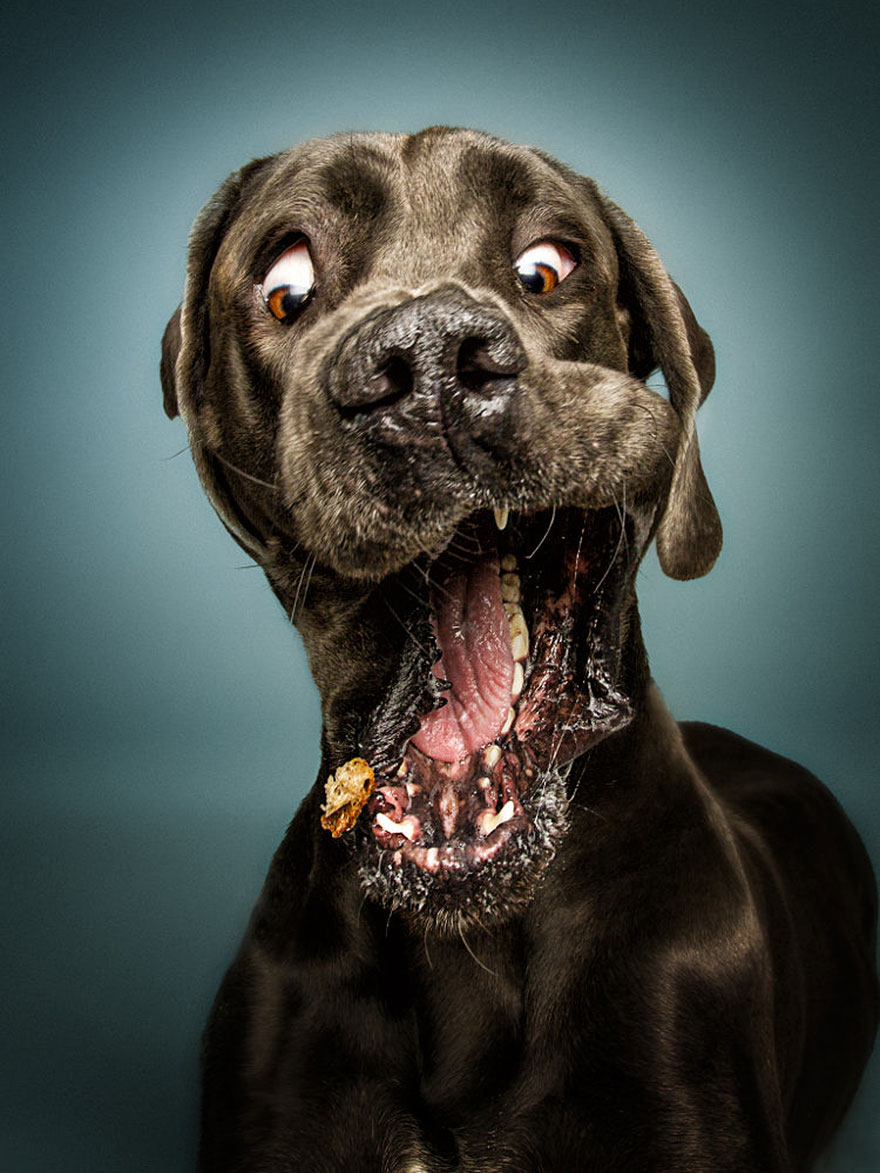 Il prend en photos des chiens au moment où ils essayent d'attraper des friandises, le moment parfait ! Par Corentin Vilsalmon                        Dogs-catching-treats-fotos-frei-schnauze-christian-vieler-4-57e8d08f5fc8f__880