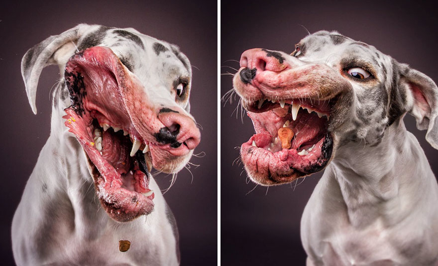 Il prend en photos des chiens au moment où ils essayent d'attraper des friandises, le moment parfait ! Par Corentin Vilsalmon                        Dogs-catching-treats-fotos-frei-schnauze-christian-vieler-45-57e8d0e44d903__880