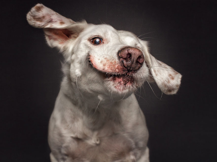 Il prend en photos des chiens au moment où ils essayent d'attraper des friandises, le moment parfait ! Par Corentin Vilsalmon                        Dogs-catching-treats-fotos-frei-schnauze-christian-vieler-9-57e8d09a03a73__880