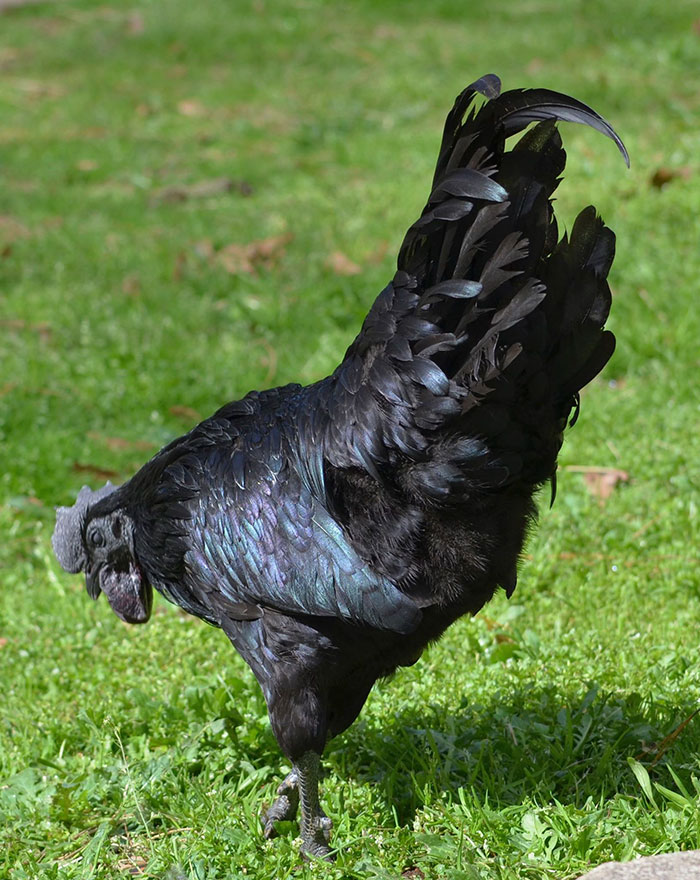 Ce poulet « gothique » est entièrement noir, des plumes aux organes et aux os Goth-black-chicken-ayam-cemani-13