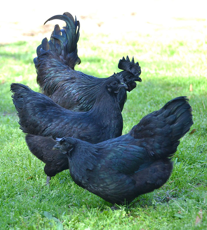 Ce poulet « gothique » est entièrement noir, des plumes aux organes et aux os Goth-black-chicken-ayam-cemani-14