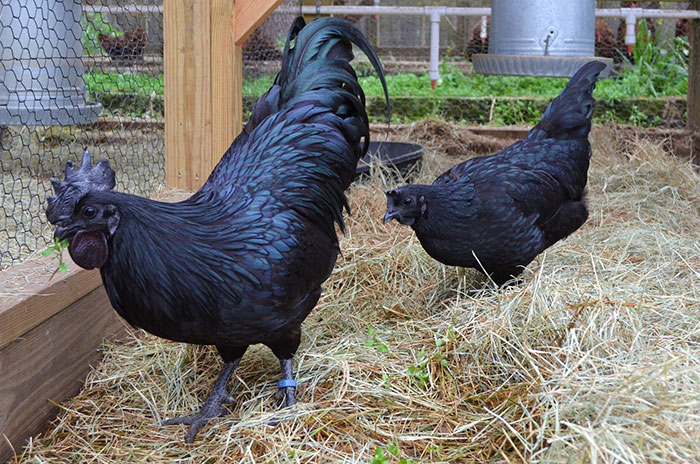 Ce poulet « gothique » est entièrement noir, des plumes aux organes et aux os Goth-black-chicken-ayam-cemani-15