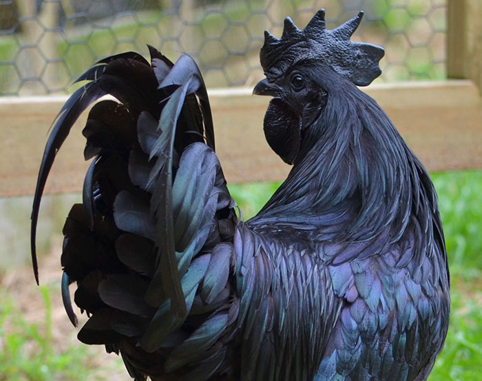 Ce poulet « gothique » est entièrement noir, des plumes aux organes et aux os Goth-black-chicken-ayam-cemani-16