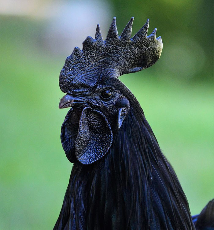 Ce poulet « gothique » est entièrement noir, des plumes aux organes et aux os Goth-black-chicken-ayam-cemani-20