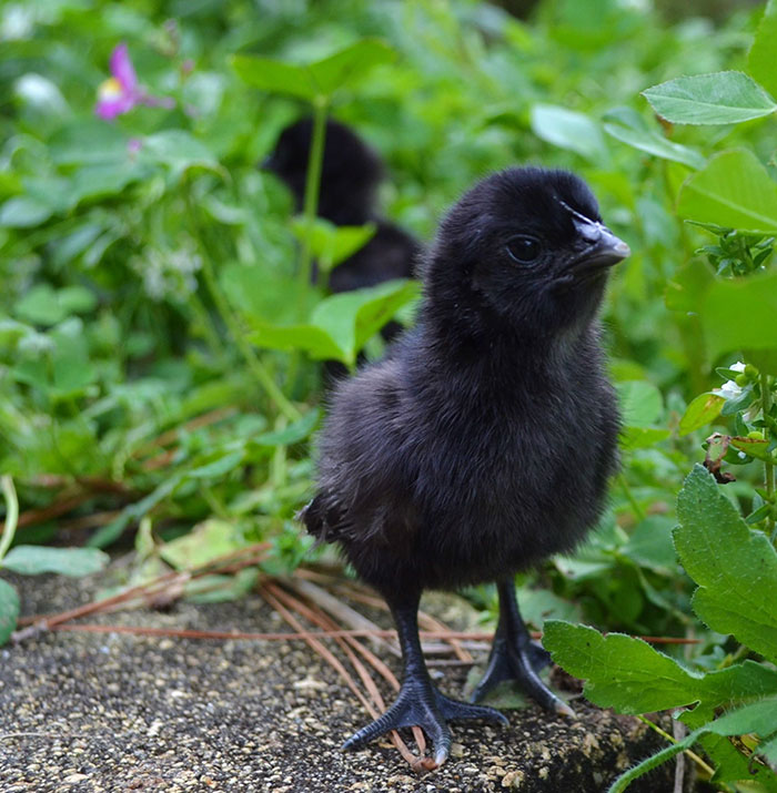 Ce poulet « gothique » est entièrement noir, des plumes aux organes et aux os Goth-black-chicken-ayam-cemani-3