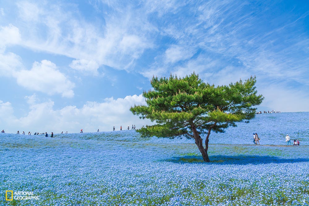 National Geographic's Photo Contest : Những ảnh đẹp nhất Image