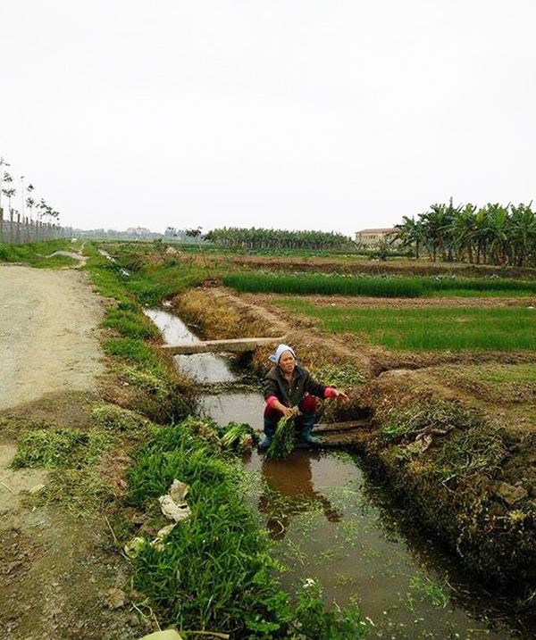 Vụ rửa rau ở nước thải đầy phân: Người dân làm ngơ, chính quyền bất lực? Thumb_660_16-3-16-onhiemMT-6